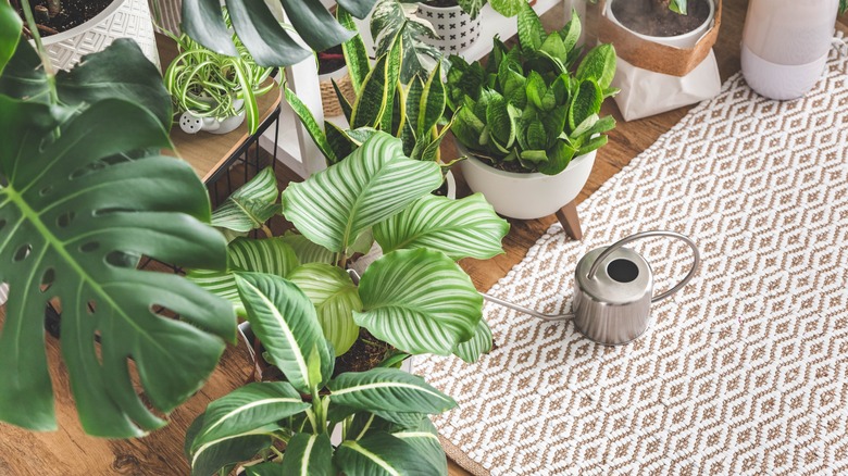 Houseplants and watering can