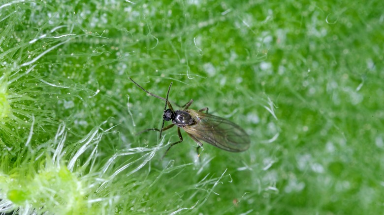 Fungus gnat on leaf