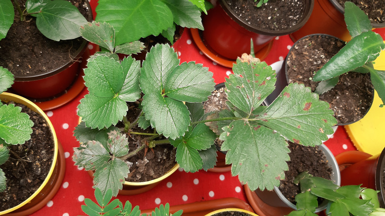 Strawberry plants in small containers 