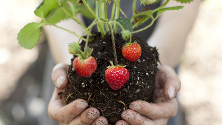 Woman holds strawberry plant