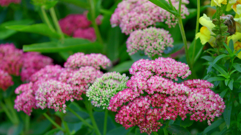 closeup of sedum flowers