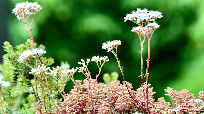 flowers blooming on sedum plant