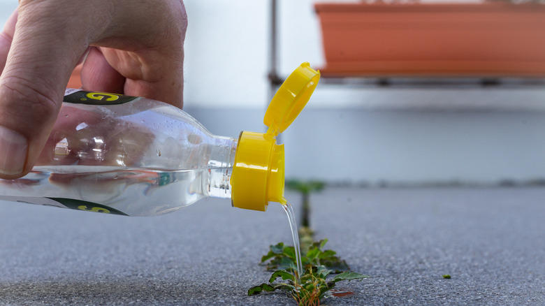 Vinegar poured onto weeds