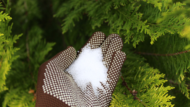 Person holding epsom salt in glove