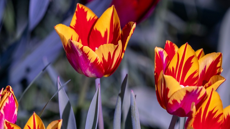 red and yellow blooming tulips