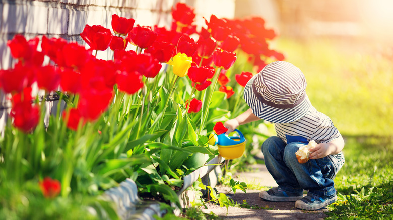 Young boy watering tulips