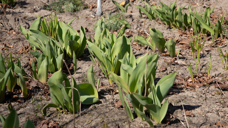 tulips in ground without blooms