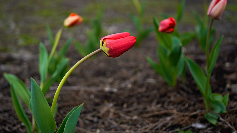 drooping red tulip in dirt