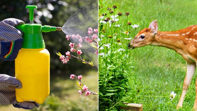 Spraying insecticide, deer smelling flowers