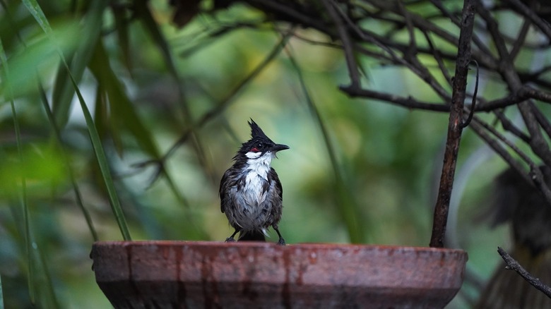 bird water tray