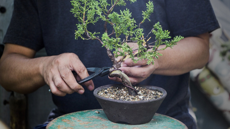 A person pruning a juniper bonsai tree in a small pot