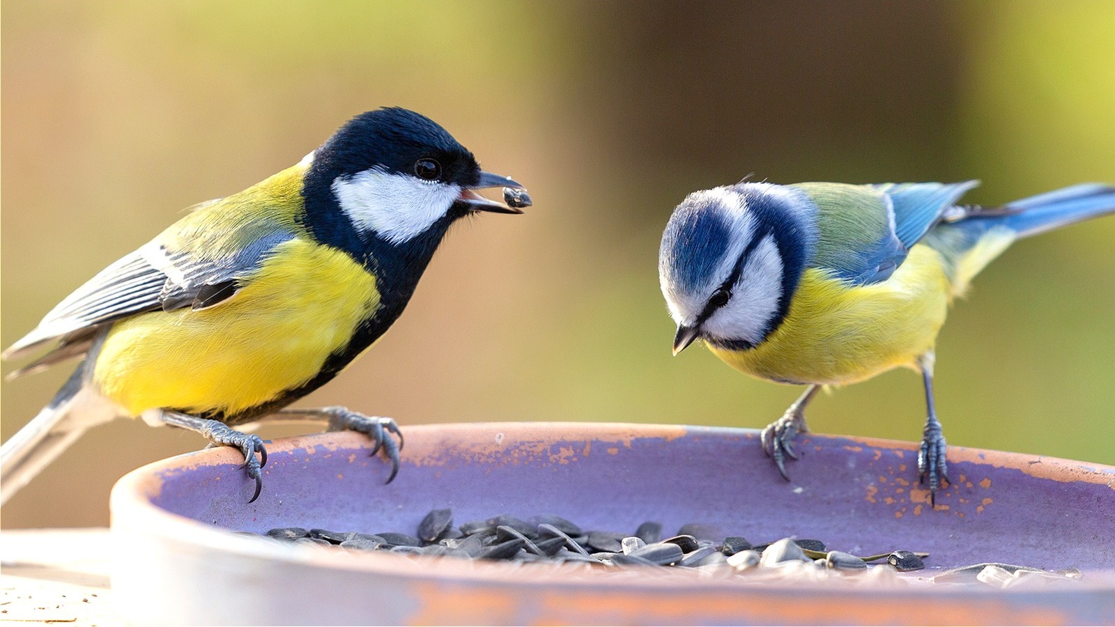 How To Make A Bird Water Feeder From A Water Bottle