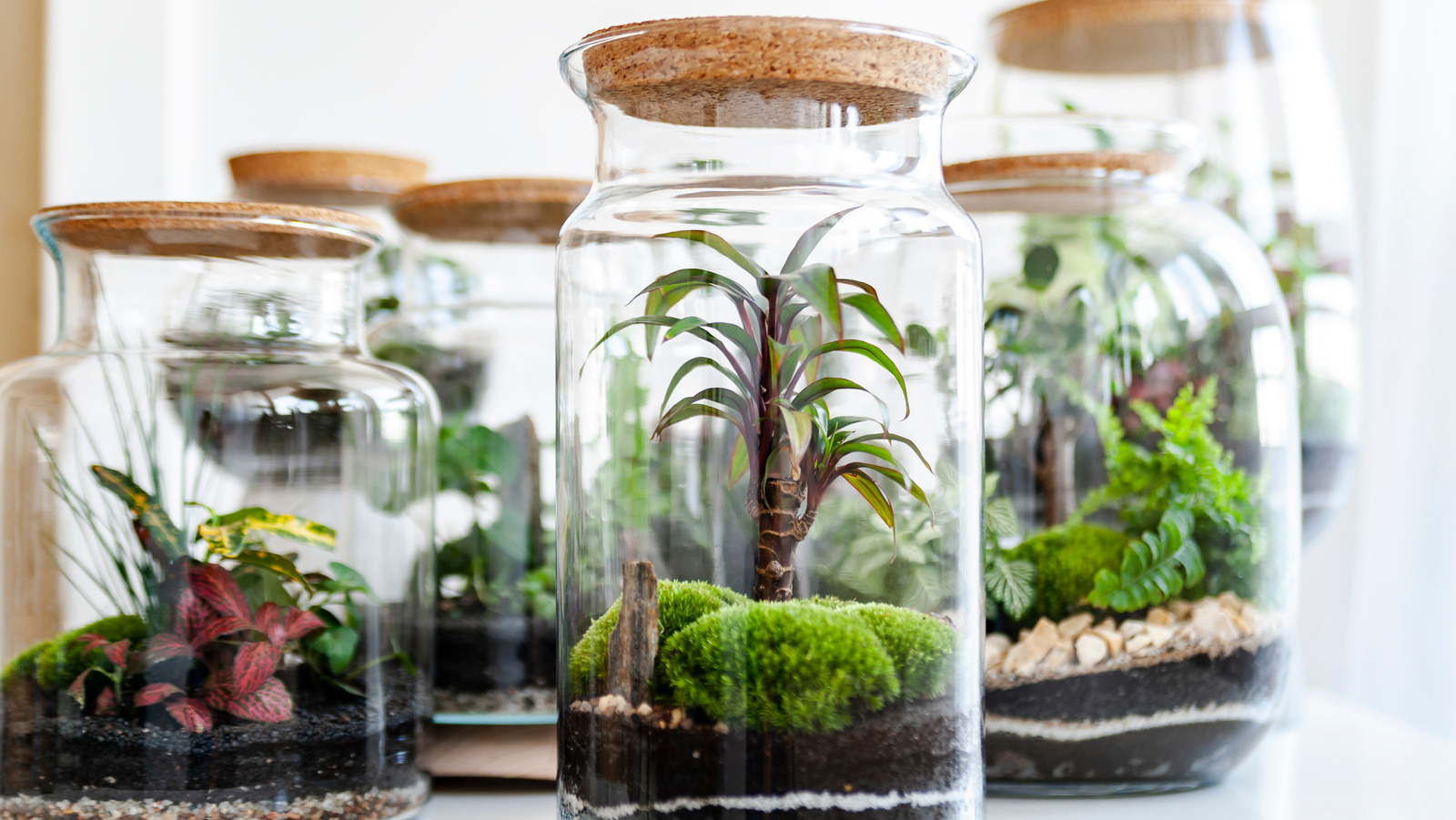 https://www.housedigest.com/img/gallery/turn-an-empty-candle-jar-into-a-terrarium-with-this-trendy-tiktok-hack/l-intro-1685738327.jpg