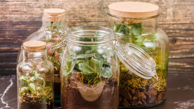 terrariums in jars