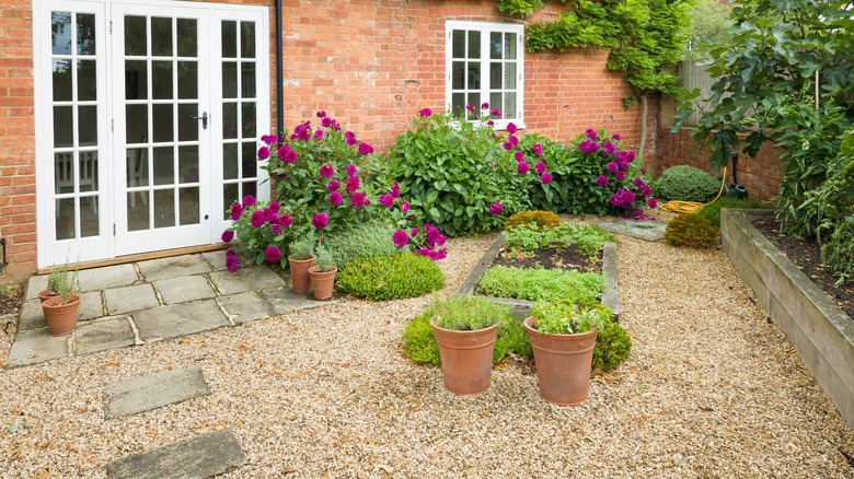 backyard with plants