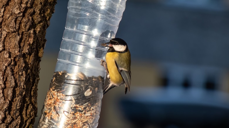 plastic bottle birdfeeder