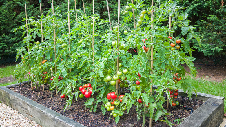 Small vegetable garden