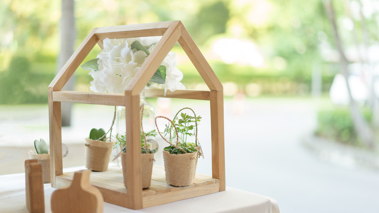 miniature greenhouse with plants