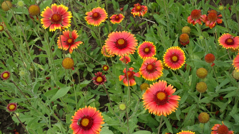 cluster of blanket flowers