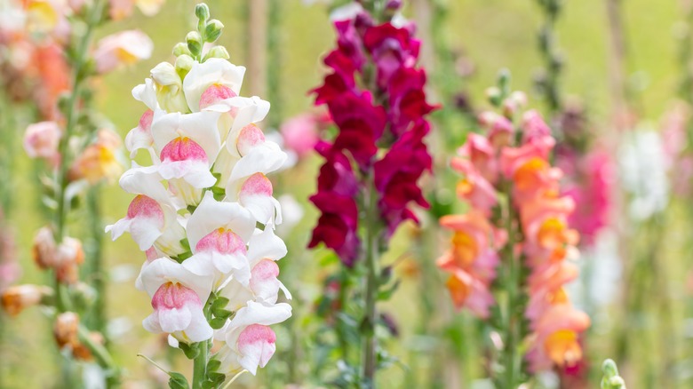 pink and white snapdragons