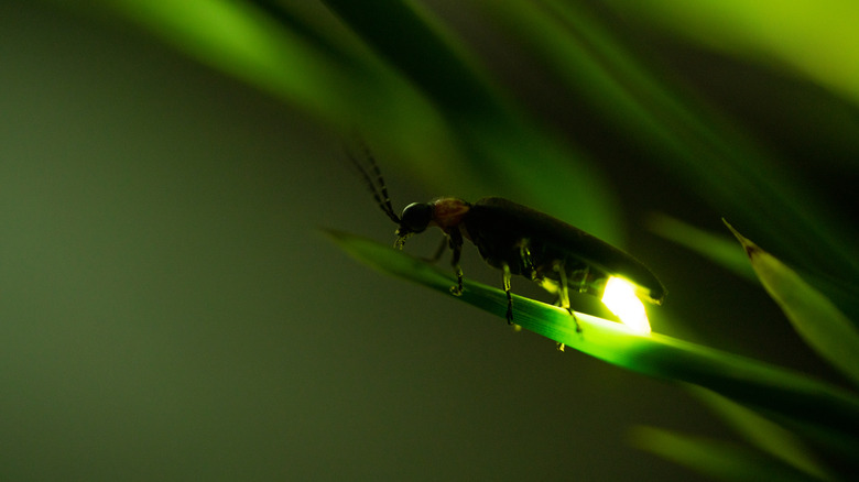 Glowing firefly