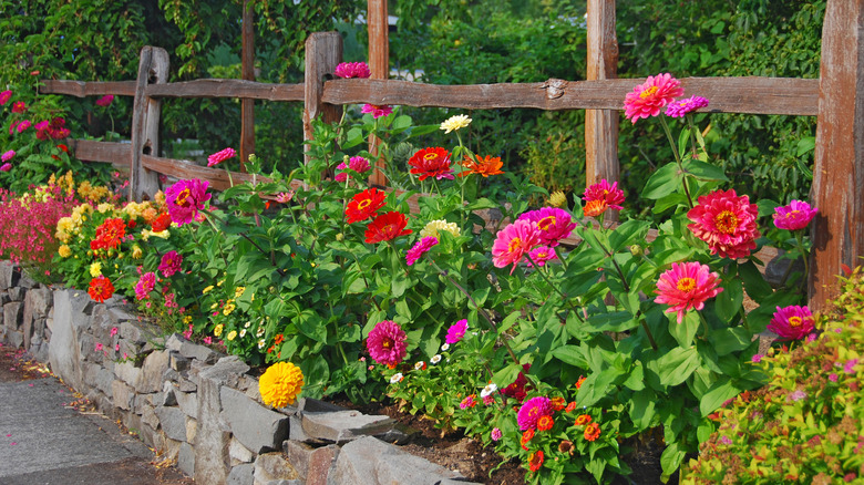 Colorful zinnias near a weathered wooden fence