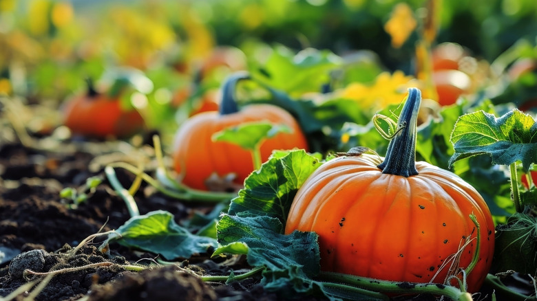 Pie pumpkins growing on vines in garden