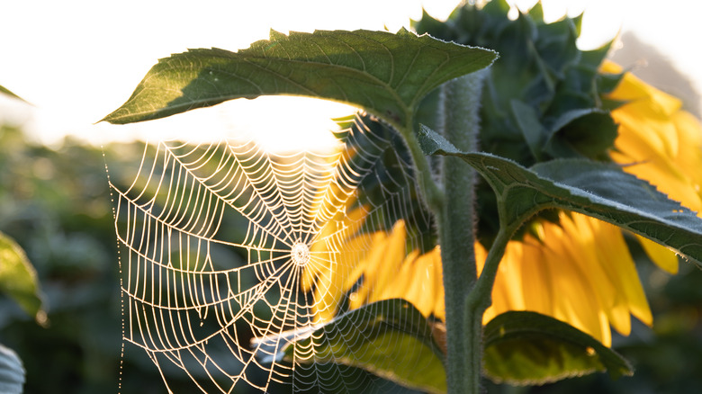 spiderweb on sunflower