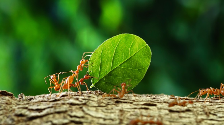 ants in garden