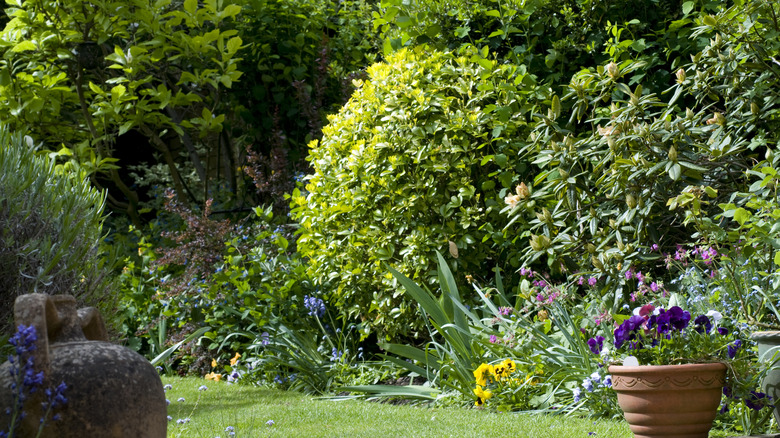 shrubs in garden