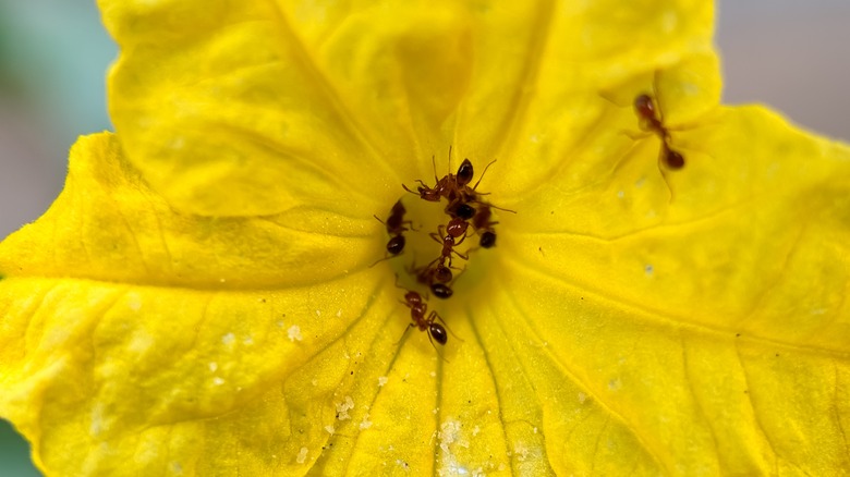 ants on flower