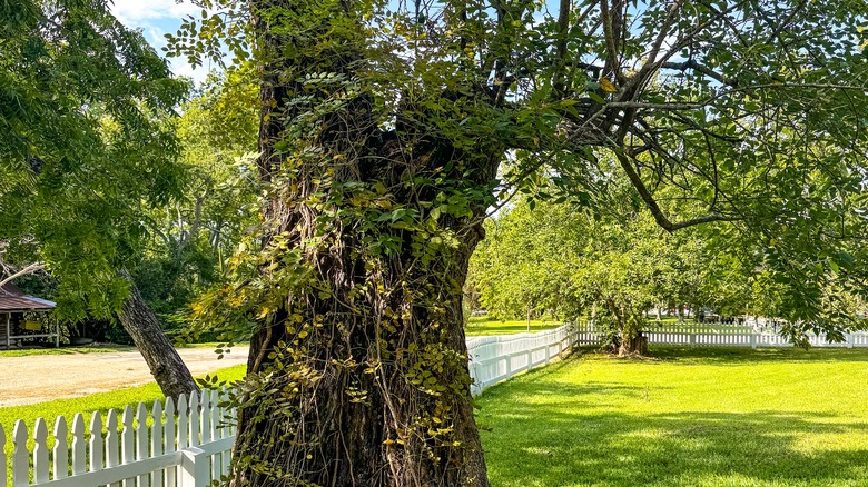 oak tree in yard