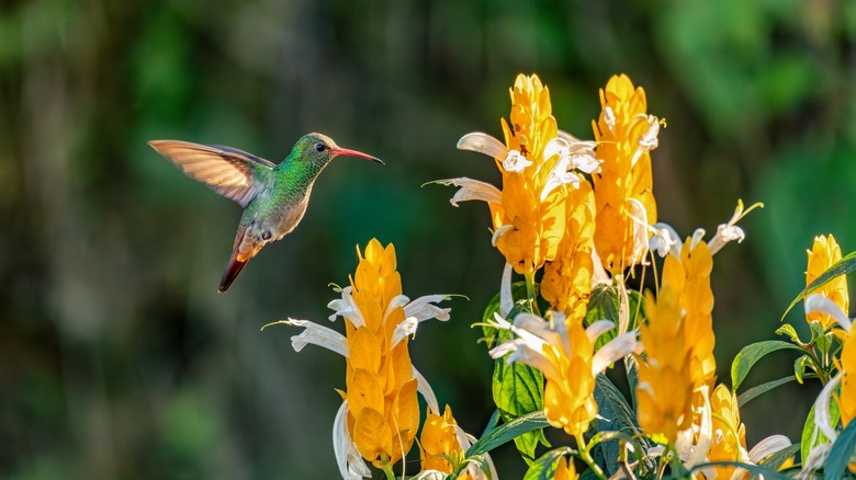 hummingbird close up