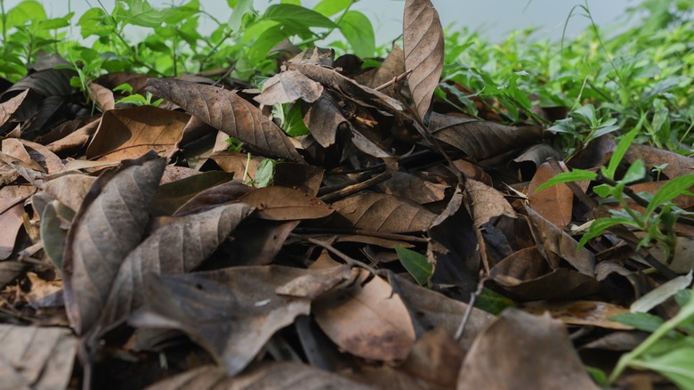 leaf pile