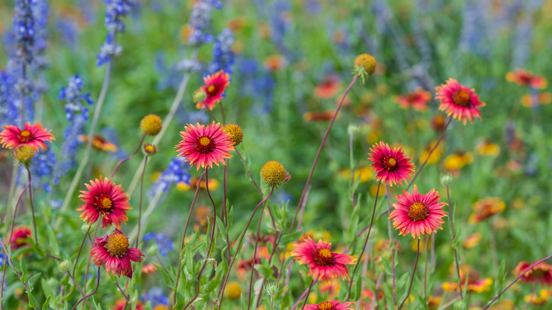 US native wildflowers