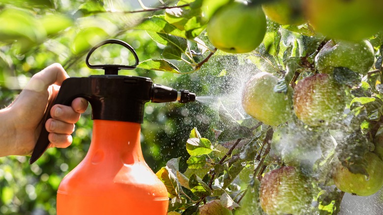 pesticide spray on tree