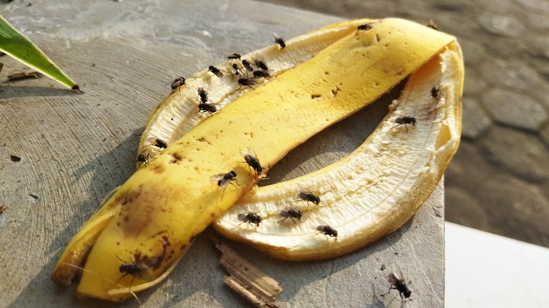 banana peel with flies