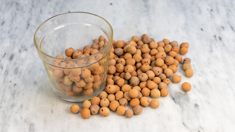 clay pellets in clear pot