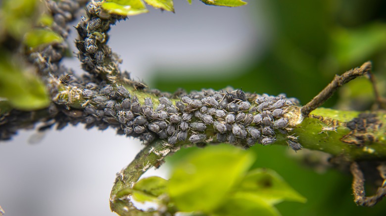colony of black aphids on plant