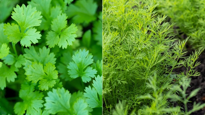 cilantro dill side by side