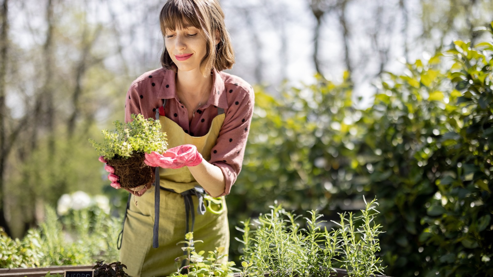 Two Companion Herbs That Are A Powerhouse Duo For Garden Pest Control