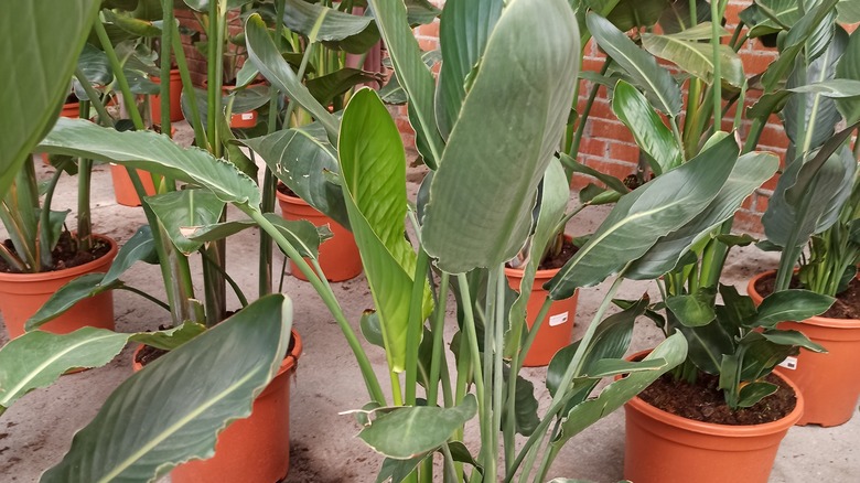 potted bird of paradise plants