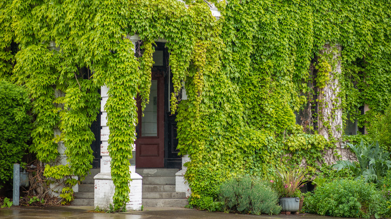 house overgrown with ivy