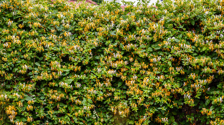 wall of Japanese honeysuckle