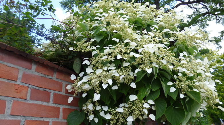 climbing hydrangea on a wall