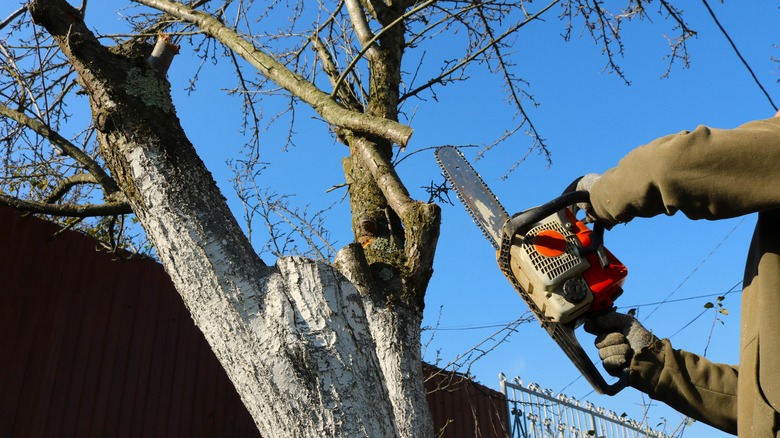 Person pruning bottom tree branches 