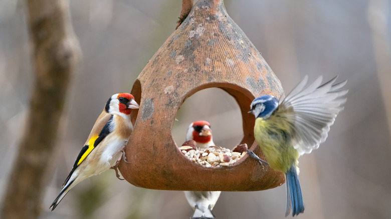 Finches eating at bird feeder