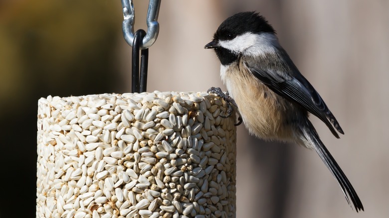 chickadee at a bird feeder