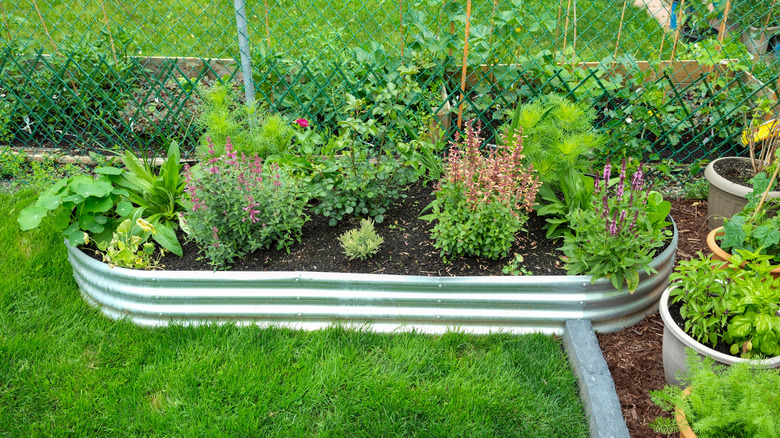 A flower bed is edged with galvanized metal.