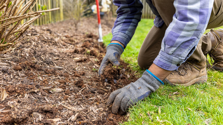 A gardener digging along the edge of garden beds.